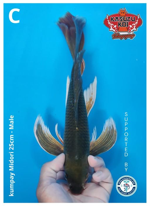 Lelang Koi Online, Jual Beli Ikan Koi, Pusat Jual Beli Koi, Info Lelang Koi Hari Ini, Platform Jual Beli Koi, Jual Beli Ikan Koi Online, Marketplace Ikan Koi, Jual Koi Terbaik, Tempat Beli Koi Berkualitas, Pasar Ikan Koi Online Terpercaya, Penjual Ikan Koi Terpercaya, Beli Koi Hias Online, Ikan Koi untuk Dijual, Koi Kualitas Terbaik, Toko Online Ikan Koi, Koi Hias Untuk Dijual, Jual Beli Ikan Koi Lokal, Koi Indonesia Online, Pusat Jual Beli Koi Terbesar