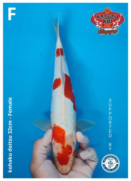 Lelang Koi Online, Jual Beli Ikan Koi, Pusat Jual Beli Koi, Info Lelang Koi Hari Ini, Platform Jual Beli Koi, Jual Beli Ikan Koi Online, Marketplace Ikan Koi, Jual Koi Terbaik, Tempat Beli Koi Berkualitas, Pasar Ikan Koi Online Terpercaya, Penjual Ikan Koi Terpercaya, Beli Koi Hias Online, Ikan Koi untuk Dijual, Koi Kualitas Terbaik, Toko Online Ikan Koi, Koi Hias Untuk Dijual, Jual Beli Ikan Koi Lokal, Koi Indonesia Online, Pusat Jual Beli Koi Terbesar