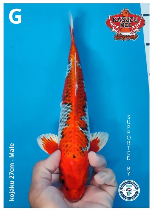 Lelang Koi Online, Jual Beli Ikan Koi, Pusat Jual Beli Koi, Info Lelang Koi Hari Ini, Platform Jual Beli Koi, Jual Beli Ikan Koi Online, Marketplace Ikan Koi, Jual Koi Terbaik, Tempat Beli Koi Berkualitas, Pasar Ikan Koi Online Terpercaya, Penjual Ikan Koi Terpercaya, Beli Koi Hias Online, Ikan Koi untuk Dijual, Koi Kualitas Terbaik, Toko Online Ikan Koi, Koi Hias Untuk Dijual, Jual Beli Ikan Koi Lokal, Koi Indonesia Online, Pusat Jual Beli Koi Terbesar