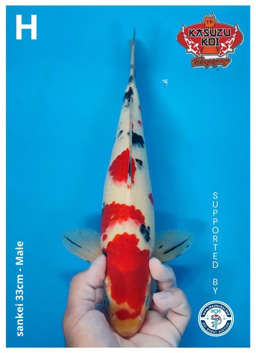 Lelang Koi Online, Jual Beli Ikan Koi, Pusat Jual Beli Koi, Info Lelang Koi Hari Ini, Platform Jual Beli Koi, Jual Beli Ikan Koi Online, Marketplace Ikan Koi, Jual Koi Terbaik, Tempat Beli Koi Berkualitas, Pasar Ikan Koi Online Terpercaya, Penjual Ikan Koi Terpercaya, Beli Koi Hias Online, Ikan Koi untuk Dijual, Koi Kualitas Terbaik, Toko Online Ikan Koi, Koi Hias Untuk Dijual, Jual Beli Ikan Koi Lokal, Koi Indonesia Online, Pusat Jual Beli Koi Terbesar