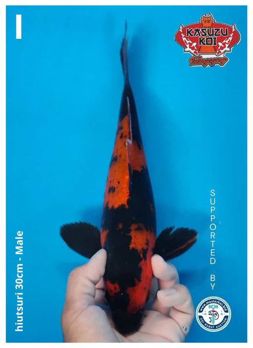 Lelang Koi Online, Jual Beli Ikan Koi, Pusat Jual Beli Koi, Info Lelang Koi Hari Ini, Platform Jual Beli Koi, Jual Beli Ikan Koi Online, Marketplace Ikan Koi, Jual Koi Terbaik, Tempat Beli Koi Berkualitas, Pasar Ikan Koi Online Terpercaya, Penjual Ikan Koi Terpercaya, Beli Koi Hias Online, Ikan Koi untuk Dijual, Koi Kualitas Terbaik, Toko Online Ikan Koi, Koi Hias Untuk Dijual, Jual Beli Ikan Koi Lokal, Koi Indonesia Online, Pusat Jual Beli Koi Terbesar