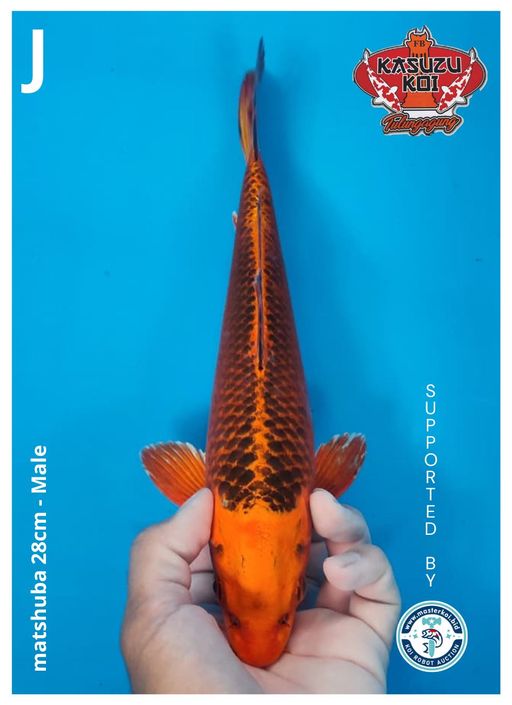 Lelang Koi Online, Jual Beli Ikan Koi, Pusat Jual Beli Koi, Info Lelang Koi Hari Ini, Platform Jual Beli Koi, Jual Beli Ikan Koi Online, Marketplace Ikan Koi, Jual Koi Terbaik, Tempat Beli Koi Berkualitas, Pasar Ikan Koi Online Terpercaya, Penjual Ikan Koi Terpercaya, Beli Koi Hias Online, Ikan Koi untuk Dijual, Koi Kualitas Terbaik, Toko Online Ikan Koi, Koi Hias Untuk Dijual, Jual Beli Ikan Koi Lokal, Koi Indonesia Online, Pusat Jual Beli Koi Terbesar