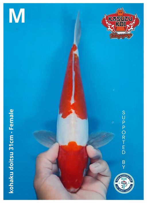 Lelang Koi Online, Jual Beli Ikan Koi, Pusat Jual Beli Koi, Info Lelang Koi Hari Ini, Platform Jual Beli Koi, Jual Beli Ikan Koi Online, Marketplace Ikan Koi, Jual Koi Terbaik, Tempat Beli Koi Berkualitas, Pasar Ikan Koi Online Terpercaya, Penjual Ikan Koi Terpercaya, Beli Koi Hias Online, Ikan Koi untuk Dijual, Koi Kualitas Terbaik, Toko Online Ikan Koi, Koi Hias Untuk Dijual, Jual Beli Ikan Koi Lokal, Koi Indonesia Online, Pusat Jual Beli Koi Terbesar