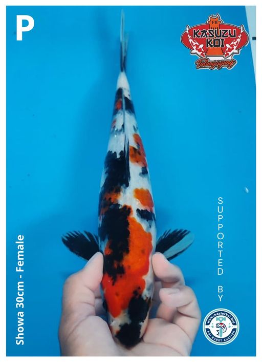 Lelang Koi Online, Jual Beli Ikan Koi, Pusat Jual Beli Koi, Info Lelang Koi Hari Ini, Platform Jual Beli Koi, Jual Beli Ikan Koi Online, Marketplace Ikan Koi, Jual Koi Terbaik, Tempat Beli Koi Berkualitas, Pasar Ikan Koi Online Terpercaya, Penjual Ikan Koi Terpercaya, Beli Koi Hias Online, Ikan Koi untuk Dijual, Koi Kualitas Terbaik, Toko Online Ikan Koi, Koi Hias Untuk Dijual, Jual Beli Ikan Koi Lokal, Koi Indonesia Online, Pusat Jual Beli Koi Terbesar