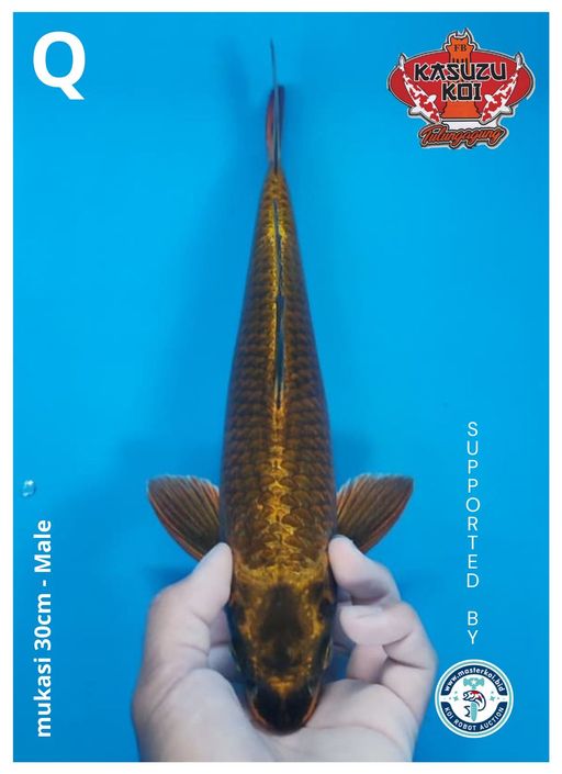 Lelang Koi Online, Jual Beli Ikan Koi, Pusat Jual Beli Koi, Info Lelang Koi Hari Ini, Platform Jual Beli Koi, Jual Beli Ikan Koi Online, Marketplace Ikan Koi, Jual Koi Terbaik, Tempat Beli Koi Berkualitas, Pasar Ikan Koi Online Terpercaya, Penjual Ikan Koi Terpercaya, Beli Koi Hias Online, Ikan Koi untuk Dijual, Koi Kualitas Terbaik, Toko Online Ikan Koi, Koi Hias Untuk Dijual, Jual Beli Ikan Koi Lokal, Koi Indonesia Online, Pusat Jual Beli Koi Terbesar