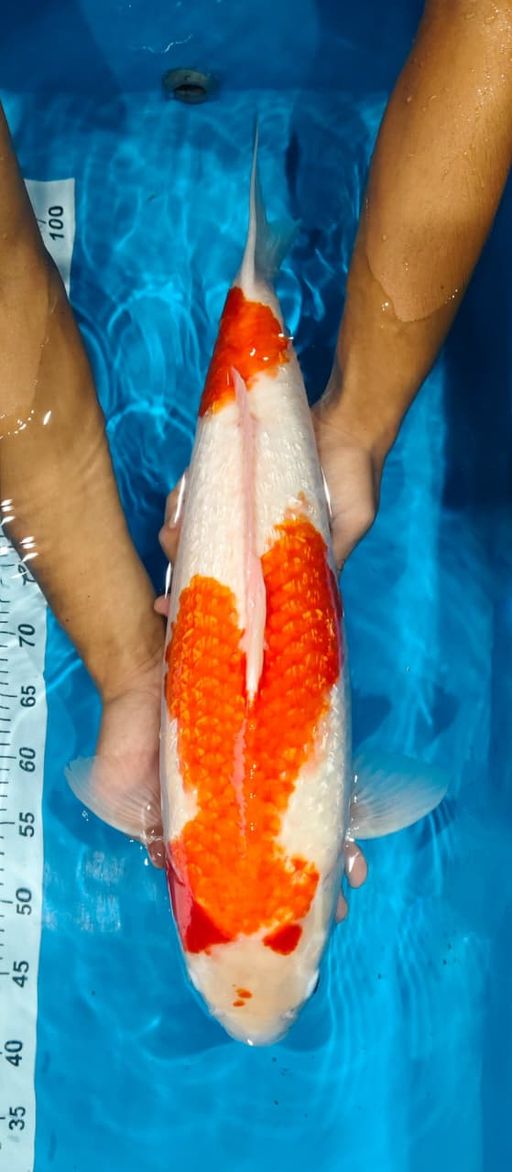 Lelang Koi Online, Jual Beli Ikan Koi, Pusat Jual Beli Koi, Info Lelang Koi Hari Ini, Platform Jual Beli Koi, Jual Beli Ikan Koi Online, Marketplace Ikan Koi, Jual Koi Terbaik, Tempat Beli Koi Berkualitas, Pasar Ikan Koi Online Terpercaya, Penjual Ikan Koi Terpercaya, Beli Koi Hias Online, Ikan Koi untuk Dijual, Koi Kualitas Terbaik, Toko Online Ikan Koi, Koi Hias Untuk Dijual, Jual Beli Ikan Koi Lokal, Koi Indonesia Online, Pusat Jual Beli Koi Terbesar