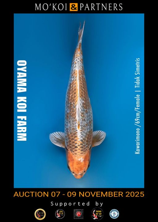 Lelang Koi Online, Jual Beli Ikan Koi, Pusat Jual Beli Koi, Info Lelang Koi Hari Ini, Platform Jual Beli Koi, Jual Beli Ikan Koi Online, Marketplace Ikan Koi, Jual Koi Terbaik, Tempat Beli Koi Berkualitas, Pasar Ikan Koi Online Terpercaya, Penjual Ikan Koi Terpercaya, Beli Koi Hias Online, Ikan Koi untuk Dijual, Koi Kualitas Terbaik, Toko Online Ikan Koi, Koi Hias Untuk Dijual, Jual Beli Ikan Koi Lokal, Koi Indonesia Online, Pusat Jual Beli Koi Terbesar
