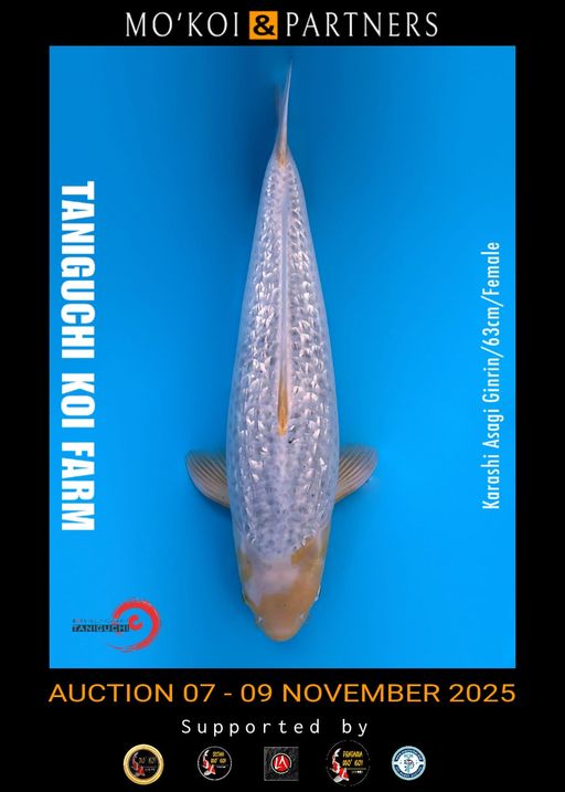 Lelang Koi Online, Jual Beli Ikan Koi, Pusat Jual Beli Koi, Info Lelang Koi Hari Ini, Platform Jual Beli Koi, Jual Beli Ikan Koi Online, Marketplace Ikan Koi, Jual Koi Terbaik, Tempat Beli Koi Berkualitas, Pasar Ikan Koi Online Terpercaya, Penjual Ikan Koi Terpercaya, Beli Koi Hias Online, Ikan Koi untuk Dijual, Koi Kualitas Terbaik, Toko Online Ikan Koi, Koi Hias Untuk Dijual, Jual Beli Ikan Koi Lokal, Koi Indonesia Online, Pusat Jual Beli Koi Terbesar