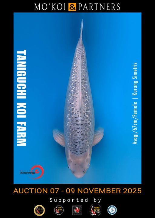 Lelang Koi Online, Jual Beli Ikan Koi, Pusat Jual Beli Koi, Info Lelang Koi Hari Ini, Platform Jual Beli Koi, Jual Beli Ikan Koi Online, Marketplace Ikan Koi, Jual Koi Terbaik, Tempat Beli Koi Berkualitas, Pasar Ikan Koi Online Terpercaya, Penjual Ikan Koi Terpercaya, Beli Koi Hias Online, Ikan Koi untuk Dijual, Koi Kualitas Terbaik, Toko Online Ikan Koi, Koi Hias Untuk Dijual, Jual Beli Ikan Koi Lokal, Koi Indonesia Online, Pusat Jual Beli Koi Terbesar