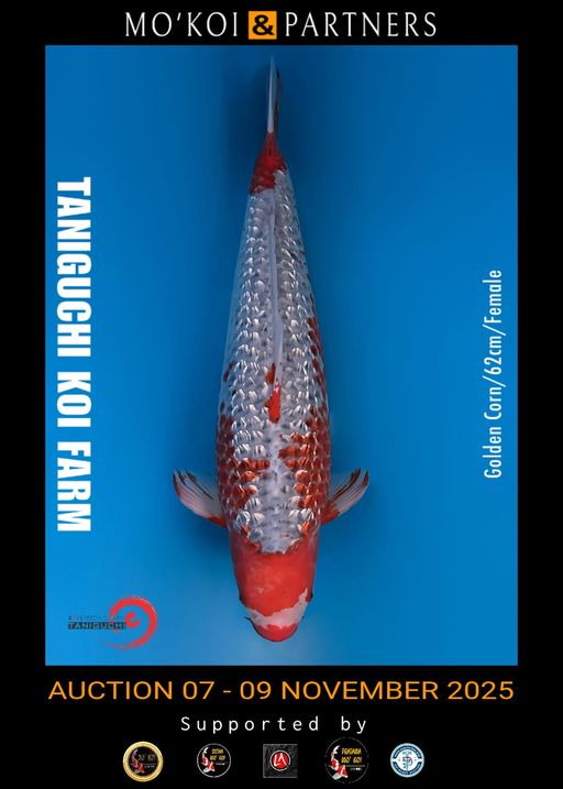 Lelang Koi Online, Jual Beli Ikan Koi, Pusat Jual Beli Koi, Info Lelang Koi Hari Ini, Platform Jual Beli Koi, Jual Beli Ikan Koi Online, Marketplace Ikan Koi, Jual Koi Terbaik, Tempat Beli Koi Berkualitas, Pasar Ikan Koi Online Terpercaya, Penjual Ikan Koi Terpercaya, Beli Koi Hias Online, Ikan Koi untuk Dijual, Koi Kualitas Terbaik, Toko Online Ikan Koi, Koi Hias Untuk Dijual, Jual Beli Ikan Koi Lokal, Koi Indonesia Online, Pusat Jual Beli Koi Terbesar