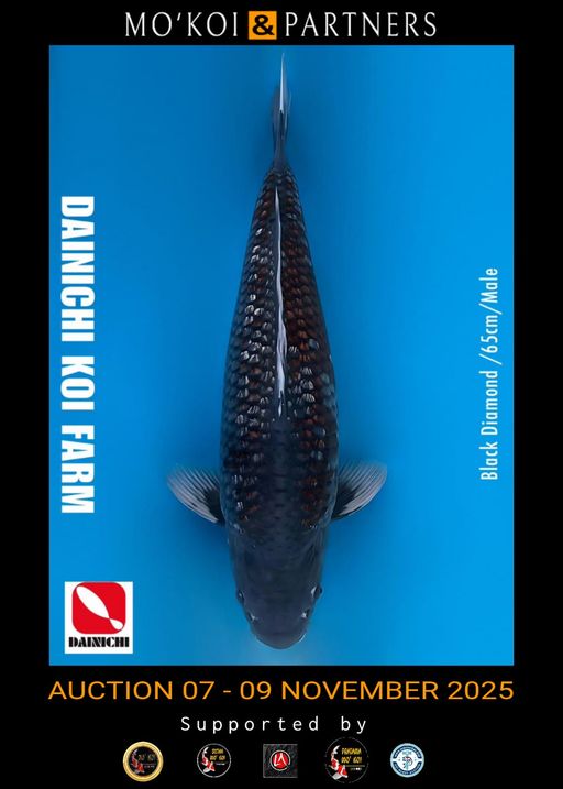 Lelang Koi Online, Jual Beli Ikan Koi, Pusat Jual Beli Koi, Info Lelang Koi Hari Ini, Platform Jual Beli Koi, Jual Beli Ikan Koi Online, Marketplace Ikan Koi, Jual Koi Terbaik, Tempat Beli Koi Berkualitas, Pasar Ikan Koi Online Terpercaya, Penjual Ikan Koi Terpercaya, Beli Koi Hias Online, Ikan Koi untuk Dijual, Koi Kualitas Terbaik, Toko Online Ikan Koi, Koi Hias Untuk Dijual, Jual Beli Ikan Koi Lokal, Koi Indonesia Online, Pusat Jual Beli Koi Terbesar