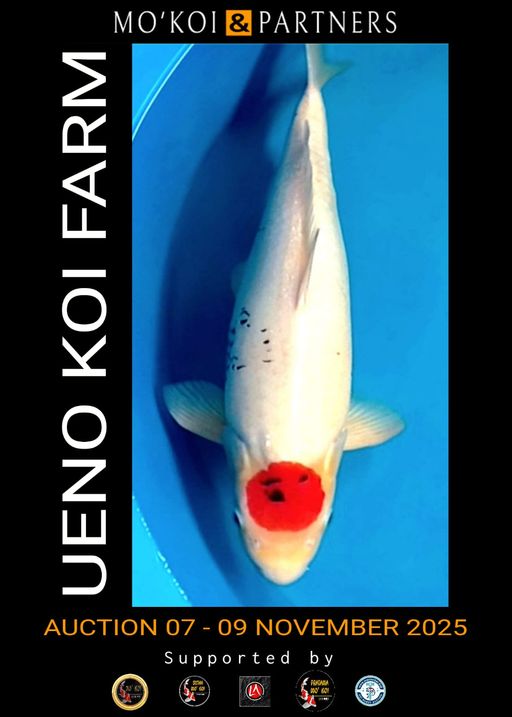 Lelang Koi Online, Jual Beli Ikan Koi, Pusat Jual Beli Koi, Info Lelang Koi Hari Ini, Platform Jual Beli Koi, Jual Beli Ikan Koi Online, Marketplace Ikan Koi, Jual Koi Terbaik, Tempat Beli Koi Berkualitas, Pasar Ikan Koi Online Terpercaya, Penjual Ikan Koi Terpercaya, Beli Koi Hias Online, Ikan Koi untuk Dijual, Koi Kualitas Terbaik, Toko Online Ikan Koi, Koi Hias Untuk Dijual, Jual Beli Ikan Koi Lokal, Koi Indonesia Online, Pusat Jual Beli Koi Terbesar