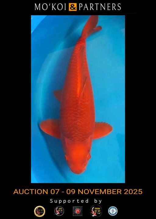 Lelang Koi Online, Jual Beli Ikan Koi, Pusat Jual Beli Koi, Info Lelang Koi Hari Ini, Platform Jual Beli Koi, Jual Beli Ikan Koi Online, Marketplace Ikan Koi, Jual Koi Terbaik, Tempat Beli Koi Berkualitas, Pasar Ikan Koi Online Terpercaya, Penjual Ikan Koi Terpercaya, Beli Koi Hias Online, Ikan Koi untuk Dijual, Koi Kualitas Terbaik, Toko Online Ikan Koi, Koi Hias Untuk Dijual, Jual Beli Ikan Koi Lokal, Koi Indonesia Online, Pusat Jual Beli Koi Terbesar