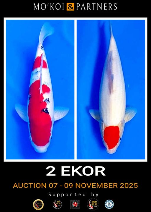 Lelang Koi Online, Jual Beli Ikan Koi, Pusat Jual Beli Koi, Info Lelang Koi Hari Ini, Platform Jual Beli Koi, Jual Beli Ikan Koi Online, Marketplace Ikan Koi, Jual Koi Terbaik, Tempat Beli Koi Berkualitas, Pasar Ikan Koi Online Terpercaya, Penjual Ikan Koi Terpercaya, Beli Koi Hias Online, Ikan Koi untuk Dijual, Koi Kualitas Terbaik, Toko Online Ikan Koi, Koi Hias Untuk Dijual, Jual Beli Ikan Koi Lokal, Koi Indonesia Online, Pusat Jual Beli Koi Terbesar