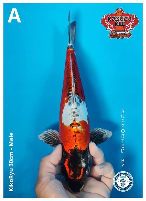 Lelang Koi Online, Jual Beli Ikan Koi, Pusat Jual Beli Koi, Info Lelang Koi Hari Ini, Platform Jual Beli Koi, Jual Beli Ikan Koi Online, Marketplace Ikan Koi, Jual Koi Terbaik, Tempat Beli Koi Berkualitas, Pasar Ikan Koi Online Terpercaya, Penjual Ikan Koi Terpercaya, Beli Koi Hias Online, Ikan Koi untuk Dijual, Koi Kualitas Terbaik, Toko Online Ikan Koi, Koi Hias Untuk Dijual, Jual Beli Ikan Koi Lokal, Koi Indonesia Online, Pusat Jual Beli Koi Terbesar