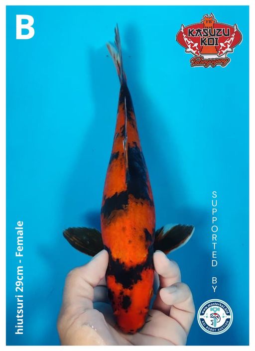 Lelang Koi Online, Jual Beli Ikan Koi, Pusat Jual Beli Koi, Info Lelang Koi Hari Ini, Platform Jual Beli Koi, Jual Beli Ikan Koi Online, Marketplace Ikan Koi, Jual Koi Terbaik, Tempat Beli Koi Berkualitas, Pasar Ikan Koi Online Terpercaya, Penjual Ikan Koi Terpercaya, Beli Koi Hias Online, Ikan Koi untuk Dijual, Koi Kualitas Terbaik, Toko Online Ikan Koi, Koi Hias Untuk Dijual, Jual Beli Ikan Koi Lokal, Koi Indonesia Online, Pusat Jual Beli Koi Terbesar