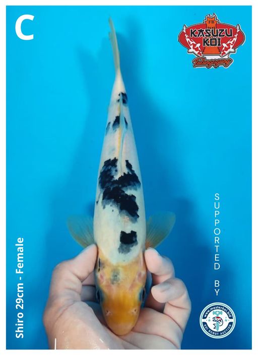 Lelang Koi Online, Jual Beli Ikan Koi, Pusat Jual Beli Koi, Info Lelang Koi Hari Ini, Platform Jual Beli Koi, Jual Beli Ikan Koi Online, Marketplace Ikan Koi, Jual Koi Terbaik, Tempat Beli Koi Berkualitas, Pasar Ikan Koi Online Terpercaya, Penjual Ikan Koi Terpercaya, Beli Koi Hias Online, Ikan Koi untuk Dijual, Koi Kualitas Terbaik, Toko Online Ikan Koi, Koi Hias Untuk Dijual, Jual Beli Ikan Koi Lokal, Koi Indonesia Online, Pusat Jual Beli Koi Terbesar