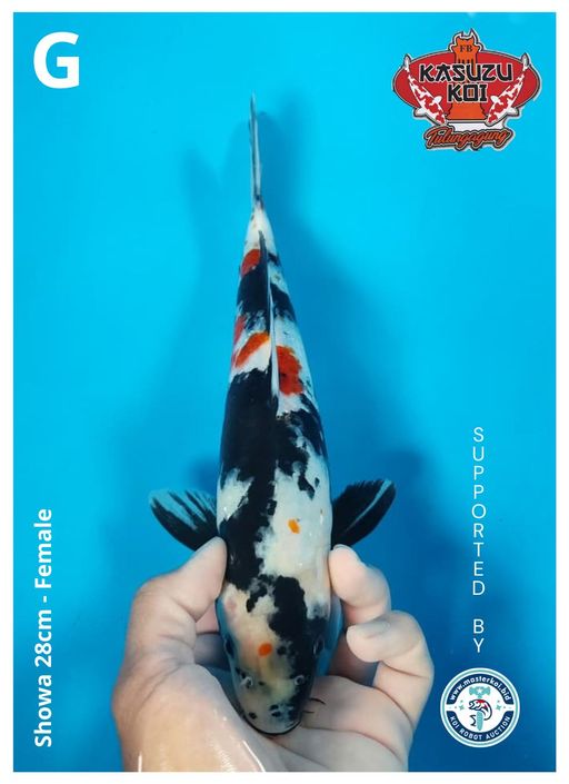 Lelang Koi Online, Jual Beli Ikan Koi, Pusat Jual Beli Koi, Info Lelang Koi Hari Ini, Platform Jual Beli Koi, Jual Beli Ikan Koi Online, Marketplace Ikan Koi, Jual Koi Terbaik, Tempat Beli Koi Berkualitas, Pasar Ikan Koi Online Terpercaya, Penjual Ikan Koi Terpercaya, Beli Koi Hias Online, Ikan Koi untuk Dijual, Koi Kualitas Terbaik, Toko Online Ikan Koi, Koi Hias Untuk Dijual, Jual Beli Ikan Koi Lokal, Koi Indonesia Online, Pusat Jual Beli Koi Terbesar