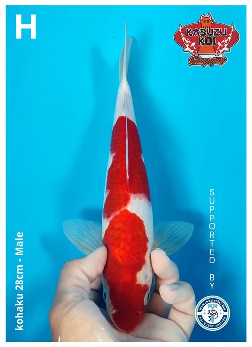 Lelang Koi Online, Jual Beli Ikan Koi, Pusat Jual Beli Koi, Info Lelang Koi Hari Ini, Platform Jual Beli Koi, Jual Beli Ikan Koi Online, Marketplace Ikan Koi, Jual Koi Terbaik, Tempat Beli Koi Berkualitas, Pasar Ikan Koi Online Terpercaya, Penjual Ikan Koi Terpercaya, Beli Koi Hias Online, Ikan Koi untuk Dijual, Koi Kualitas Terbaik, Toko Online Ikan Koi, Koi Hias Untuk Dijual, Jual Beli Ikan Koi Lokal, Koi Indonesia Online, Pusat Jual Beli Koi Terbesar