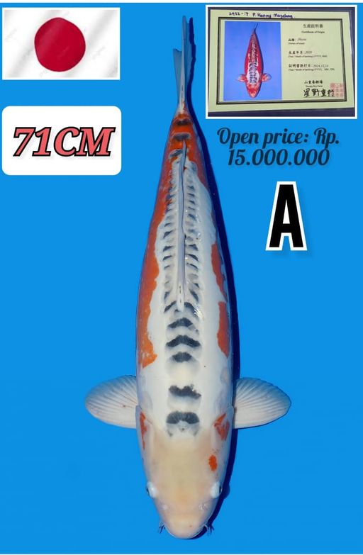 Lelang Koi Online, Jual Beli Ikan Koi, Pusat Jual Beli Koi, Info Lelang Koi Hari Ini, Platform Jual Beli Koi, Jual Beli Ikan Koi Online, Marketplace Ikan Koi, Jual Koi Terbaik, Tempat Beli Koi Berkualitas, Pasar Ikan Koi Online Terpercaya, Penjual Ikan Koi Terpercaya, Beli Koi Hias Online, Ikan Koi untuk Dijual, Koi Kualitas Terbaik, Toko Online Ikan Koi, Koi Hias Untuk Dijual, Jual Beli Ikan Koi Lokal, Koi Indonesia Online, Pusat Jual Beli Koi Terbesar