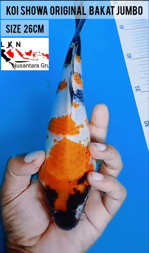 Lelang Koi Online, Jual Beli Ikan Koi, Pusat Jual Beli Koi, Info Lelang Koi Hari Ini, Platform Jual Beli Koi, Jual Beli Ikan Koi Online, Marketplace Ikan Koi, Jual Koi Terbaik, Tempat Beli Koi Berkualitas, Pasar Ikan Koi Online Terpercaya, Penjual Ikan Koi Terpercaya, Beli Koi Hias Online, Ikan Koi untuk Dijual, Koi Kualitas Terbaik, Toko Online Ikan Koi, Koi Hias Untuk Dijual, Jual Beli Ikan Koi Lokal, Koi Indonesia Online, Pusat Jual Beli Koi Terbesar