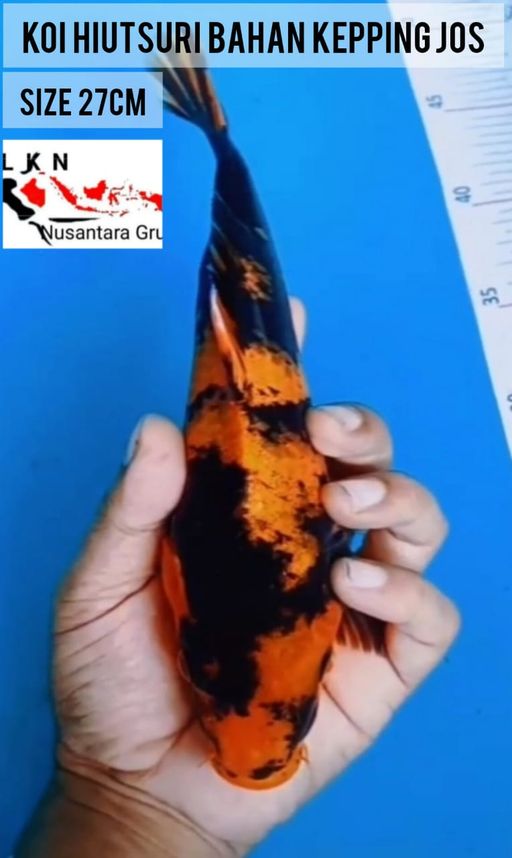 Lelang Koi Online, Jual Beli Ikan Koi, Pusat Jual Beli Koi, Info Lelang Koi Hari Ini, Platform Jual Beli Koi, Jual Beli Ikan Koi Online, Marketplace Ikan Koi, Jual Koi Terbaik, Tempat Beli Koi Berkualitas, Pasar Ikan Koi Online Terpercaya, Penjual Ikan Koi Terpercaya, Beli Koi Hias Online, Ikan Koi untuk Dijual, Koi Kualitas Terbaik, Toko Online Ikan Koi, Koi Hias Untuk Dijual, Jual Beli Ikan Koi Lokal, Koi Indonesia Online, Pusat Jual Beli Koi Terbesar