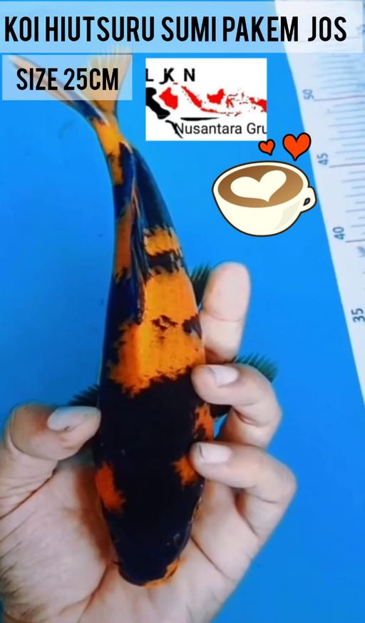 Lelang Koi Online, Jual Beli Ikan Koi, Pusat Jual Beli Koi, Info Lelang Koi Hari Ini, Platform Jual Beli Koi, Jual Beli Ikan Koi Online, Marketplace Ikan Koi, Jual Koi Terbaik, Tempat Beli Koi Berkualitas, Pasar Ikan Koi Online Terpercaya, Penjual Ikan Koi Terpercaya, Beli Koi Hias Online, Ikan Koi untuk Dijual, Koi Kualitas Terbaik, Toko Online Ikan Koi, Koi Hias Untuk Dijual, Jual Beli Ikan Koi Lokal, Koi Indonesia Online, Pusat Jual Beli Koi Terbesar