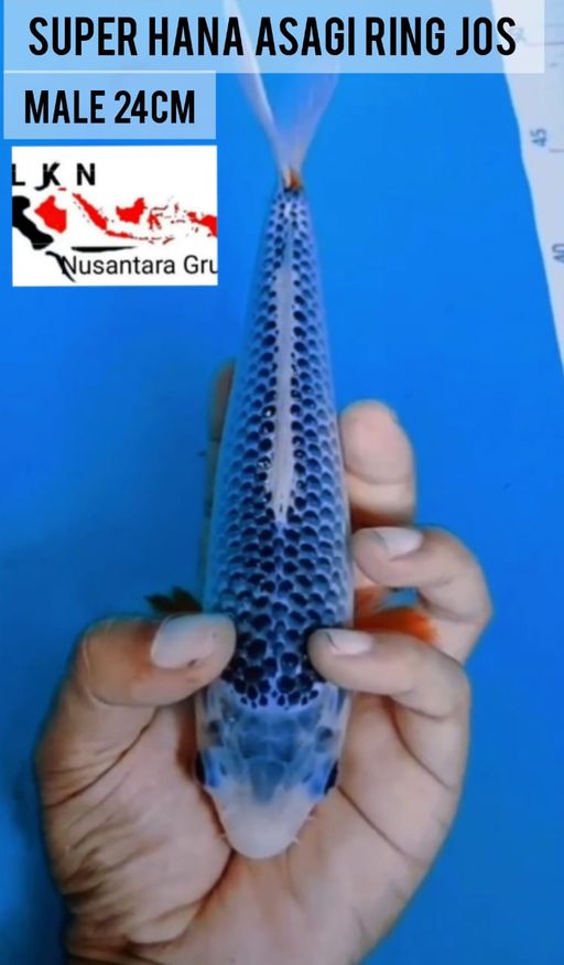 Lelang Koi Online, Jual Beli Ikan Koi, Pusat Jual Beli Koi, Info Lelang Koi Hari Ini, Platform Jual Beli Koi, Jual Beli Ikan Koi Online, Marketplace Ikan Koi, Jual Koi Terbaik, Tempat Beli Koi Berkualitas, Pasar Ikan Koi Online Terpercaya, Penjual Ikan Koi Terpercaya, Beli Koi Hias Online, Ikan Koi untuk Dijual, Koi Kualitas Terbaik, Toko Online Ikan Koi, Koi Hias Untuk Dijual, Jual Beli Ikan Koi Lokal, Koi Indonesia Online, Pusat Jual Beli Koi Terbesar