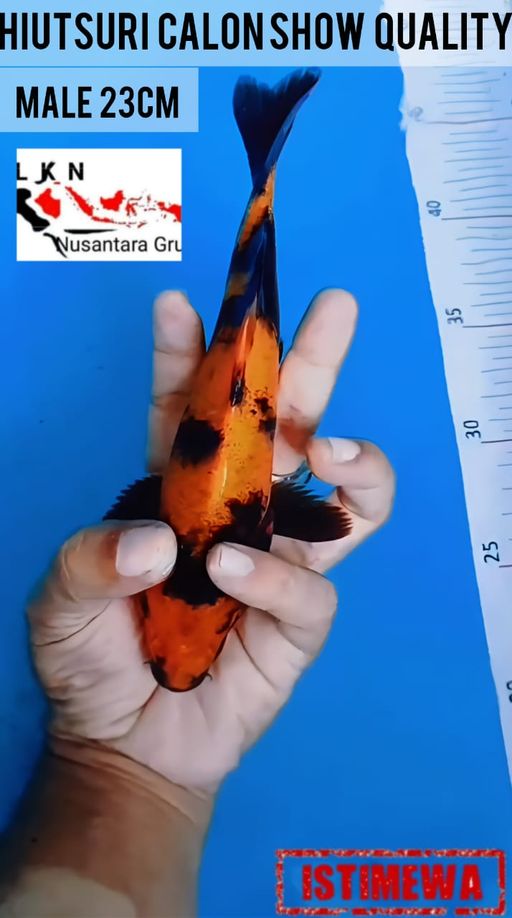 Lelang Koi Online, Jual Beli Ikan Koi, Pusat Jual Beli Koi, Info Lelang Koi Hari Ini, Platform Jual Beli Koi, Jual Beli Ikan Koi Online, Marketplace Ikan Koi, Jual Koi Terbaik, Tempat Beli Koi Berkualitas, Pasar Ikan Koi Online Terpercaya, Penjual Ikan Koi Terpercaya, Beli Koi Hias Online, Ikan Koi untuk Dijual, Koi Kualitas Terbaik, Toko Online Ikan Koi, Koi Hias Untuk Dijual, Jual Beli Ikan Koi Lokal, Koi Indonesia Online, Pusat Jual Beli Koi Terbesar