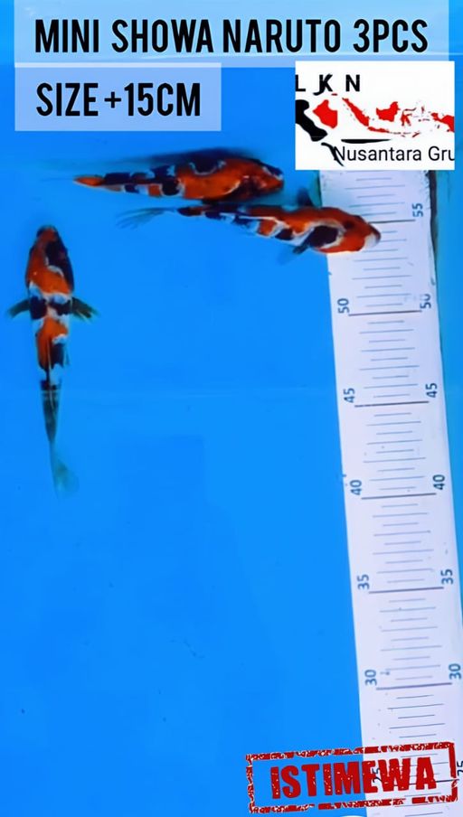 Lelang Koi Online, Jual Beli Ikan Koi, Pusat Jual Beli Koi, Info Lelang Koi Hari Ini, Platform Jual Beli Koi, Jual Beli Ikan Koi Online, Marketplace Ikan Koi, Jual Koi Terbaik, Tempat Beli Koi Berkualitas, Pasar Ikan Koi Online Terpercaya, Penjual Ikan Koi Terpercaya, Beli Koi Hias Online, Ikan Koi untuk Dijual, Koi Kualitas Terbaik, Toko Online Ikan Koi, Koi Hias Untuk Dijual, Jual Beli Ikan Koi Lokal, Koi Indonesia Online, Pusat Jual Beli Koi Terbesar