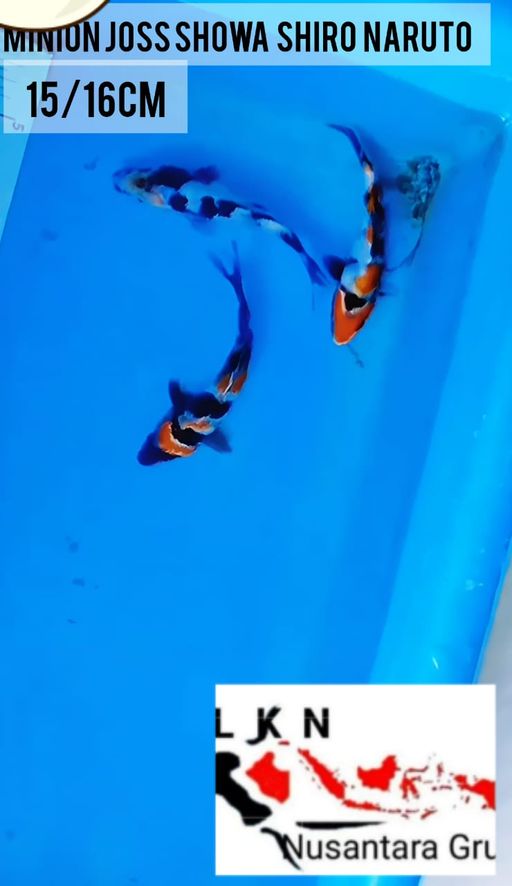 Lelang Koi Online, Jual Beli Ikan Koi, Pusat Jual Beli Koi, Info Lelang Koi Hari Ini, Platform Jual Beli Koi, Jual Beli Ikan Koi Online, Marketplace Ikan Koi, Jual Koi Terbaik, Tempat Beli Koi Berkualitas, Pasar Ikan Koi Online Terpercaya, Penjual Ikan Koi Terpercaya, Beli Koi Hias Online, Ikan Koi untuk Dijual, Koi Kualitas Terbaik, Toko Online Ikan Koi, Koi Hias Untuk Dijual, Jual Beli Ikan Koi Lokal, Koi Indonesia Online, Pusat Jual Beli Koi Terbesar