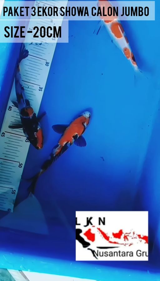 Lelang Koi Online, Jual Beli Ikan Koi, Pusat Jual Beli Koi, Info Lelang Koi Hari Ini, Platform Jual Beli Koi, Jual Beli Ikan Koi Online, Marketplace Ikan Koi, Jual Koi Terbaik, Tempat Beli Koi Berkualitas, Pasar Ikan Koi Online Terpercaya, Penjual Ikan Koi Terpercaya, Beli Koi Hias Online, Ikan Koi untuk Dijual, Koi Kualitas Terbaik, Toko Online Ikan Koi, Koi Hias Untuk Dijual, Jual Beli Ikan Koi Lokal, Koi Indonesia Online, Pusat Jual Beli Koi Terbesar