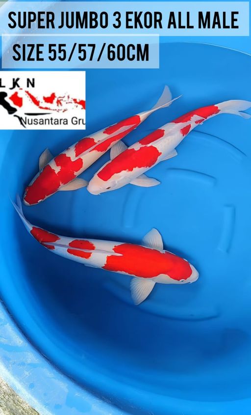 Lelang Koi Online, Jual Beli Ikan Koi, Pusat Jual Beli Koi, Info Lelang Koi Hari Ini, Platform Jual Beli Koi, Jual Beli Ikan Koi Online, Marketplace Ikan Koi, Jual Koi Terbaik, Tempat Beli Koi Berkualitas, Pasar Ikan Koi Online Terpercaya, Penjual Ikan Koi Terpercaya, Beli Koi Hias Online, Ikan Koi untuk Dijual, Koi Kualitas Terbaik, Toko Online Ikan Koi, Koi Hias Untuk Dijual, Jual Beli Ikan Koi Lokal, Koi Indonesia Online, Pusat Jual Beli Koi Terbesar