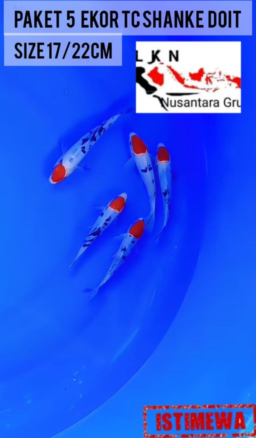 Lelang Koi Online, Jual Beli Ikan Koi, Pusat Jual Beli Koi, Info Lelang Koi Hari Ini, Platform Jual Beli Koi, Jual Beli Ikan Koi Online, Marketplace Ikan Koi, Jual Koi Terbaik, Tempat Beli Koi Berkualitas, Pasar Ikan Koi Online Terpercaya, Penjual Ikan Koi Terpercaya, Beli Koi Hias Online, Ikan Koi untuk Dijual, Koi Kualitas Terbaik, Toko Online Ikan Koi, Koi Hias Untuk Dijual, Jual Beli Ikan Koi Lokal, Koi Indonesia Online, Pusat Jual Beli Koi Terbesar