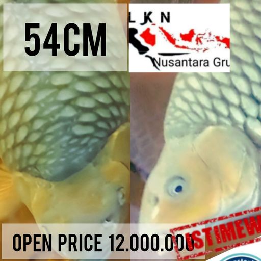 Lelang Koi Online, Jual Beli Ikan Koi, Pusat Jual Beli Koi, Info Lelang Koi Hari Ini, Platform Jual Beli Koi, Jual Beli Ikan Koi Online, Marketplace Ikan Koi, Jual Koi Terbaik, Tempat Beli Koi Berkualitas, Pasar Ikan Koi Online Terpercaya, Penjual Ikan Koi Terpercaya, Beli Koi Hias Online, Ikan Koi untuk Dijual, Koi Kualitas Terbaik, Toko Online Ikan Koi, Koi Hias Untuk Dijual, Jual Beli Ikan Koi Lokal, Koi Indonesia Online, Pusat Jual Beli Koi Terbesar