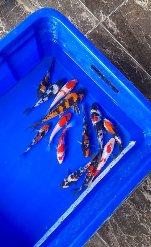 Lelang Koi Online, Jual Beli Ikan Koi, Pusat Jual Beli Koi, Info Lelang Koi Hari Ini, Platform Jual Beli Koi, Jual Beli Ikan Koi Online, Marketplace Ikan Koi, Jual Koi Terbaik, Tempat Beli Koi Berkualitas, Pasar Ikan Koi Online Terpercaya, Penjual Ikan Koi Terpercaya, Beli Koi Hias Online, Ikan Koi untuk Dijual, Koi Kualitas Terbaik, Toko Online Ikan Koi, Koi Hias Untuk Dijual, Jual Beli Ikan Koi Lokal, Koi Indonesia Online, Pusat Jual Beli Koi Terbesar