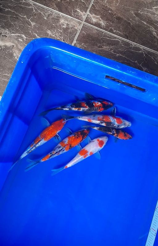 Lelang Koi Online, Jual Beli Ikan Koi, Pusat Jual Beli Koi, Info Lelang Koi Hari Ini, Platform Jual Beli Koi, Jual Beli Ikan Koi Online, Marketplace Ikan Koi, Jual Koi Terbaik, Tempat Beli Koi Berkualitas, Pasar Ikan Koi Online Terpercaya, Penjual Ikan Koi Terpercaya, Beli Koi Hias Online, Ikan Koi untuk Dijual, Koi Kualitas Terbaik, Toko Online Ikan Koi, Koi Hias Untuk Dijual, Jual Beli Ikan Koi Lokal, Koi Indonesia Online, Pusat Jual Beli Koi Terbesar