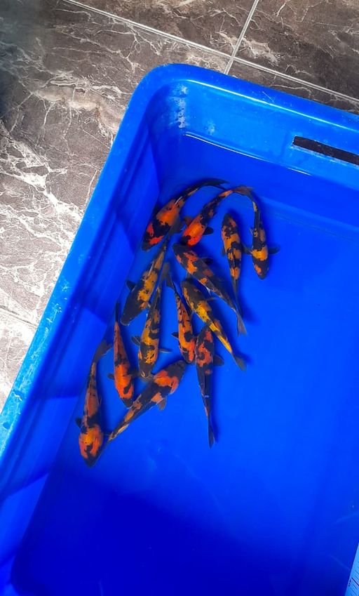Lelang Koi Online, Jual Beli Ikan Koi, Pusat Jual Beli Koi, Info Lelang Koi Hari Ini, Platform Jual Beli Koi, Jual Beli Ikan Koi Online, Marketplace Ikan Koi, Jual Koi Terbaik, Tempat Beli Koi Berkualitas, Pasar Ikan Koi Online Terpercaya, Penjual Ikan Koi Terpercaya, Beli Koi Hias Online, Ikan Koi untuk Dijual, Koi Kualitas Terbaik, Toko Online Ikan Koi, Koi Hias Untuk Dijual, Jual Beli Ikan Koi Lokal, Koi Indonesia Online, Pusat Jual Beli Koi Terbesar