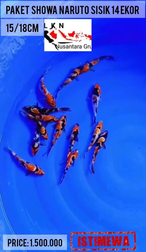 Lelang Koi Online, Jual Beli Ikan Koi, Pusat Jual Beli Koi, Info Lelang Koi Hari Ini, Platform Jual Beli Koi, Jual Beli Ikan Koi Online, Marketplace Ikan Koi, Jual Koi Terbaik, Tempat Beli Koi Berkualitas, Pasar Ikan Koi Online Terpercaya, Penjual Ikan Koi Terpercaya, Beli Koi Hias Online, Ikan Koi untuk Dijual, Koi Kualitas Terbaik, Toko Online Ikan Koi, Koi Hias Untuk Dijual, Jual Beli Ikan Koi Lokal, Koi Indonesia Online, Pusat Jual Beli Koi Terbesar