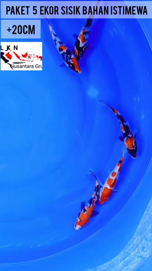 Lelang Koi Online, Jual Beli Ikan Koi, Pusat Jual Beli Koi, Info Lelang Koi Hari Ini, Platform Jual Beli Koi, Jual Beli Ikan Koi Online, Marketplace Ikan Koi, Jual Koi Terbaik, Tempat Beli Koi Berkualitas, Pasar Ikan Koi Online Terpercaya, Penjual Ikan Koi Terpercaya, Beli Koi Hias Online, Ikan Koi untuk Dijual, Koi Kualitas Terbaik, Toko Online Ikan Koi, Koi Hias Untuk Dijual, Jual Beli Ikan Koi Lokal, Koi Indonesia Online, Pusat Jual Beli Koi Terbesar
