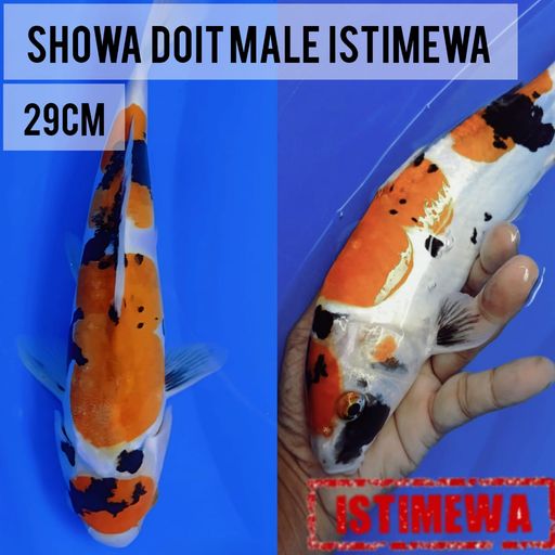 Lelang Koi Online, Jual Beli Ikan Koi, Pusat Jual Beli Koi, Info Lelang Koi Hari Ini, Platform Jual Beli Koi, Jual Beli Ikan Koi Online, Marketplace Ikan Koi, Jual Koi Terbaik, Tempat Beli Koi Berkualitas, Pasar Ikan Koi Online Terpercaya, Penjual Ikan Koi Terpercaya, Beli Koi Hias Online, Ikan Koi untuk Dijual, Koi Kualitas Terbaik, Toko Online Ikan Koi, Koi Hias Untuk Dijual, Jual Beli Ikan Koi Lokal, Koi Indonesia Online, Pusat Jual Beli Koi Terbesar
