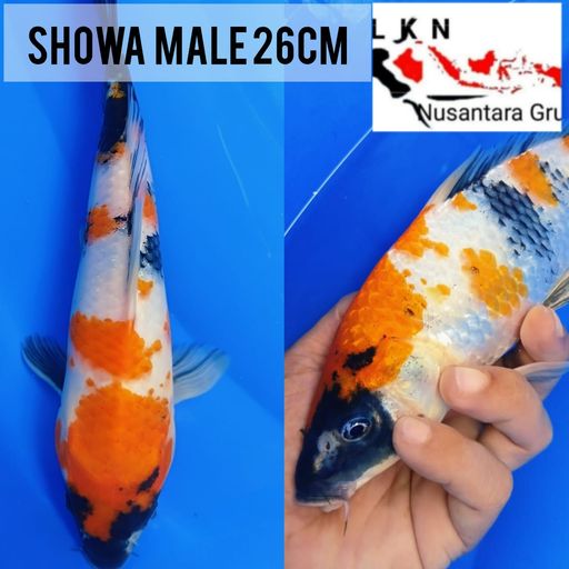 Lelang Koi Online, Jual Beli Ikan Koi, Pusat Jual Beli Koi, Info Lelang Koi Hari Ini, Platform Jual Beli Koi, Jual Beli Ikan Koi Online, Marketplace Ikan Koi, Jual Koi Terbaik, Tempat Beli Koi Berkualitas, Pasar Ikan Koi Online Terpercaya, Penjual Ikan Koi Terpercaya, Beli Koi Hias Online, Ikan Koi untuk Dijual, Koi Kualitas Terbaik, Toko Online Ikan Koi, Koi Hias Untuk Dijual, Jual Beli Ikan Koi Lokal, Koi Indonesia Online, Pusat Jual Beli Koi Terbesar