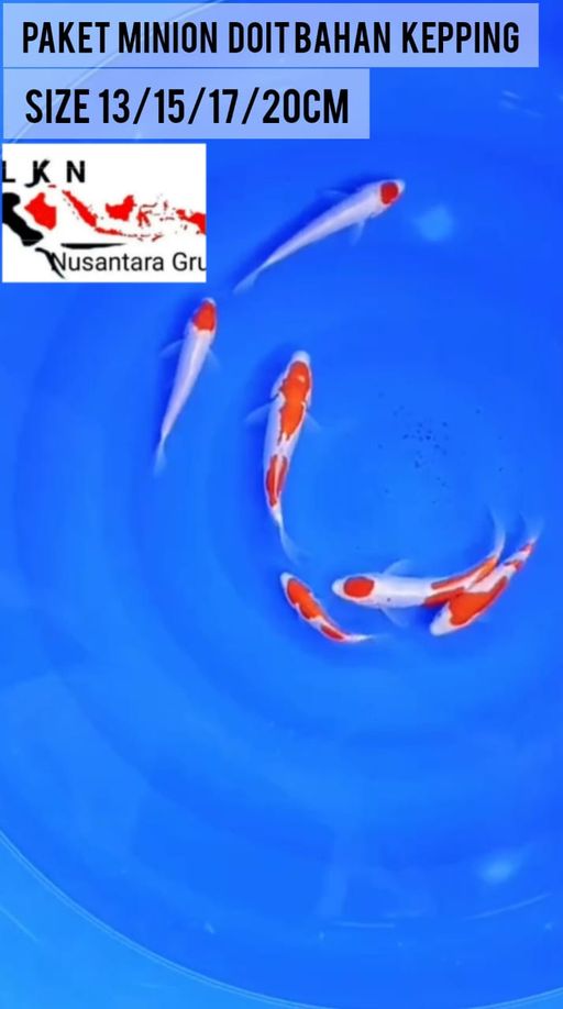 Lelang Koi Online, Jual Beli Ikan Koi, Pusat Jual Beli Koi, Info Lelang Koi Hari Ini, Platform Jual Beli Koi, Jual Beli Ikan Koi Online, Marketplace Ikan Koi, Jual Koi Terbaik, Tempat Beli Koi Berkualitas, Pasar Ikan Koi Online Terpercaya, Penjual Ikan Koi Terpercaya, Beli Koi Hias Online, Ikan Koi untuk Dijual, Koi Kualitas Terbaik, Toko Online Ikan Koi, Koi Hias Untuk Dijual, Jual Beli Ikan Koi Lokal, Koi Indonesia Online, Pusat Jual Beli Koi Terbesar