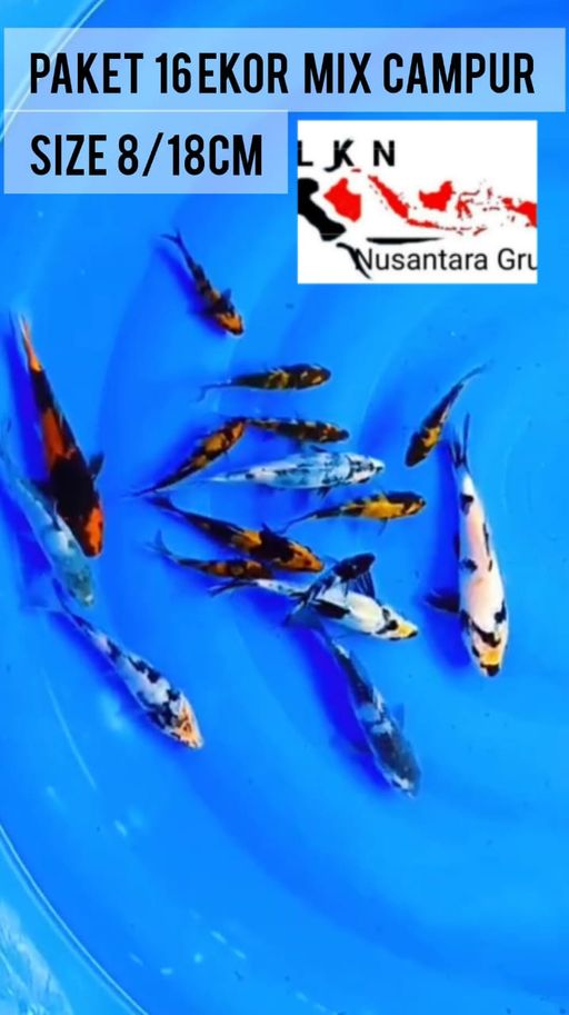 Lelang Koi Online, Jual Beli Ikan Koi, Pusat Jual Beli Koi, Info Lelang Koi Hari Ini, Platform Jual Beli Koi, Jual Beli Ikan Koi Online, Marketplace Ikan Koi, Jual Koi Terbaik, Tempat Beli Koi Berkualitas, Pasar Ikan Koi Online Terpercaya, Penjual Ikan Koi Terpercaya, Beli Koi Hias Online, Ikan Koi untuk Dijual, Koi Kualitas Terbaik, Toko Online Ikan Koi, Koi Hias Untuk Dijual, Jual Beli Ikan Koi Lokal, Koi Indonesia Online, Pusat Jual Beli Koi Terbesar