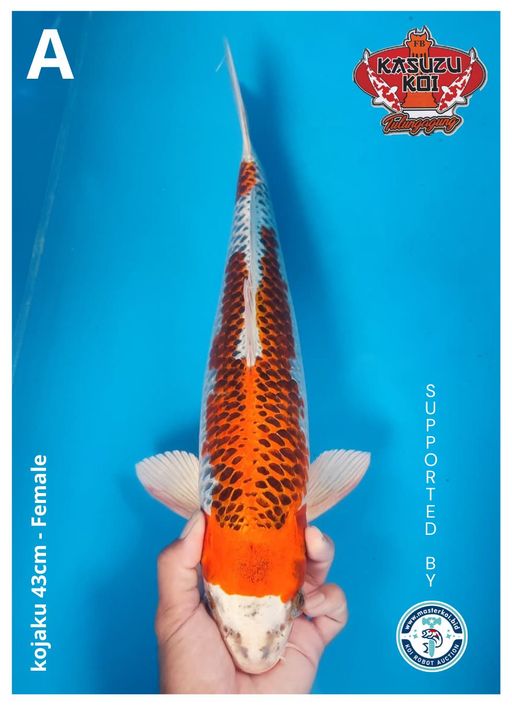 Lelang Koi Online, Jual Beli Ikan Koi, Pusat Jual Beli Koi, Info Lelang Koi Hari Ini, Platform Jual Beli Koi, Jual Beli Ikan Koi Online, Marketplace Ikan Koi, Jual Koi Terbaik, Tempat Beli Koi Berkualitas, Pasar Ikan Koi Online Terpercaya, Penjual Ikan Koi Terpercaya, Beli Koi Hias Online, Ikan Koi untuk Dijual, Koi Kualitas Terbaik, Toko Online Ikan Koi, Koi Hias Untuk Dijual, Jual Beli Ikan Koi Lokal, Koi Indonesia Online, Pusat Jual Beli Koi Terbesar