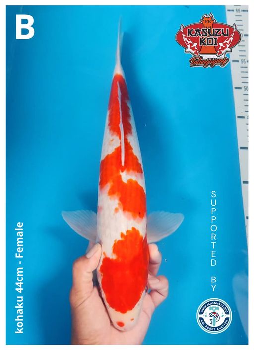 Lelang Koi Online, Jual Beli Ikan Koi, Pusat Jual Beli Koi, Info Lelang Koi Hari Ini, Platform Jual Beli Koi, Jual Beli Ikan Koi Online, Marketplace Ikan Koi, Jual Koi Terbaik, Tempat Beli Koi Berkualitas, Pasar Ikan Koi Online Terpercaya, Penjual Ikan Koi Terpercaya, Beli Koi Hias Online, Ikan Koi untuk Dijual, Koi Kualitas Terbaik, Toko Online Ikan Koi, Koi Hias Untuk Dijual, Jual Beli Ikan Koi Lokal, Koi Indonesia Online, Pusat Jual Beli Koi Terbesar