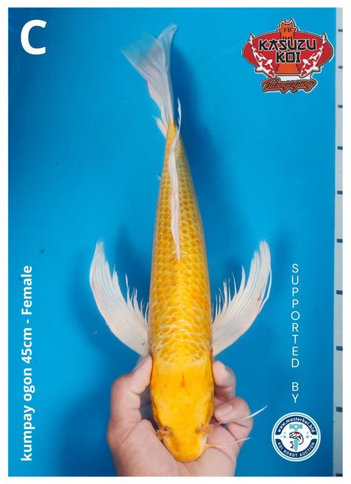 Lelang Koi Online, Jual Beli Ikan Koi, Pusat Jual Beli Koi, Info Lelang Koi Hari Ini, Platform Jual Beli Koi, Jual Beli Ikan Koi Online, Marketplace Ikan Koi, Jual Koi Terbaik, Tempat Beli Koi Berkualitas, Pasar Ikan Koi Online Terpercaya, Penjual Ikan Koi Terpercaya, Beli Koi Hias Online, Ikan Koi untuk Dijual, Koi Kualitas Terbaik, Toko Online Ikan Koi, Koi Hias Untuk Dijual, Jual Beli Ikan Koi Lokal, Koi Indonesia Online, Pusat Jual Beli Koi Terbesar