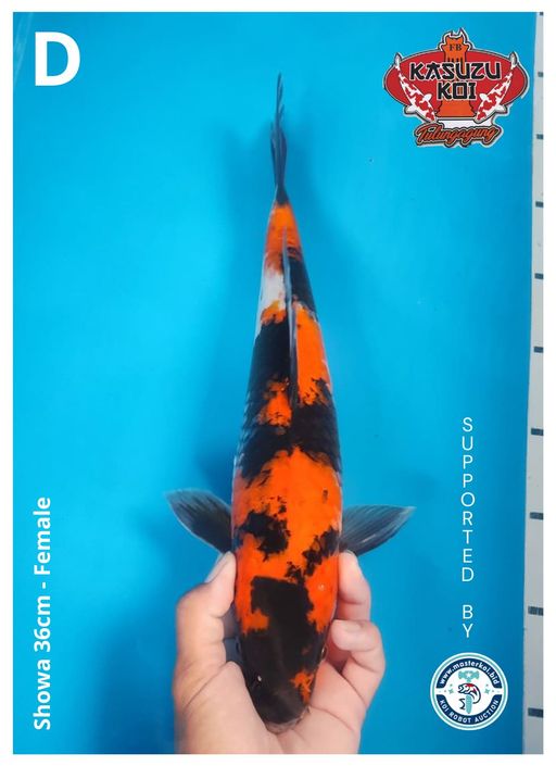 Lelang Koi Online, Jual Beli Ikan Koi, Pusat Jual Beli Koi, Info Lelang Koi Hari Ini, Platform Jual Beli Koi, Jual Beli Ikan Koi Online, Marketplace Ikan Koi, Jual Koi Terbaik, Tempat Beli Koi Berkualitas, Pasar Ikan Koi Online Terpercaya, Penjual Ikan Koi Terpercaya, Beli Koi Hias Online, Ikan Koi untuk Dijual, Koi Kualitas Terbaik, Toko Online Ikan Koi, Koi Hias Untuk Dijual, Jual Beli Ikan Koi Lokal, Koi Indonesia Online, Pusat Jual Beli Koi Terbesar