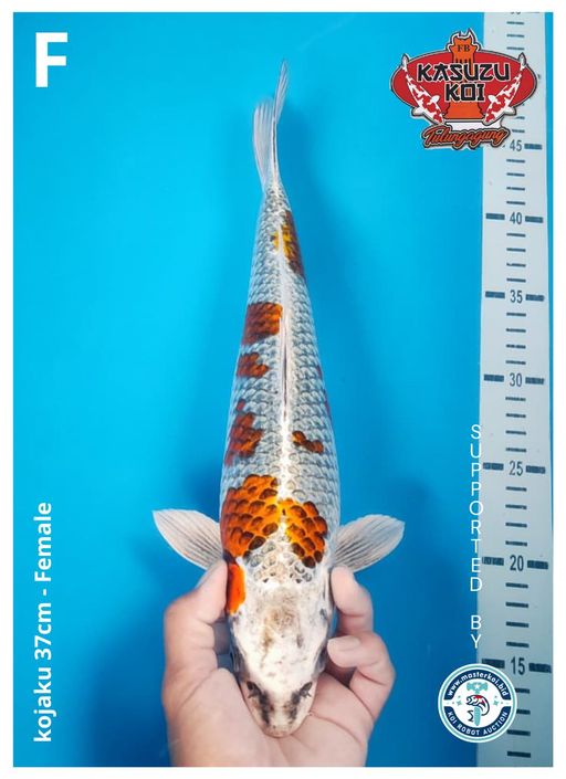 Lelang Koi Online, Jual Beli Ikan Koi, Pusat Jual Beli Koi, Info Lelang Koi Hari Ini, Platform Jual Beli Koi, Jual Beli Ikan Koi Online, Marketplace Ikan Koi, Jual Koi Terbaik, Tempat Beli Koi Berkualitas, Pasar Ikan Koi Online Terpercaya, Penjual Ikan Koi Terpercaya, Beli Koi Hias Online, Ikan Koi untuk Dijual, Koi Kualitas Terbaik, Toko Online Ikan Koi, Koi Hias Untuk Dijual, Jual Beli Ikan Koi Lokal, Koi Indonesia Online, Pusat Jual Beli Koi Terbesar