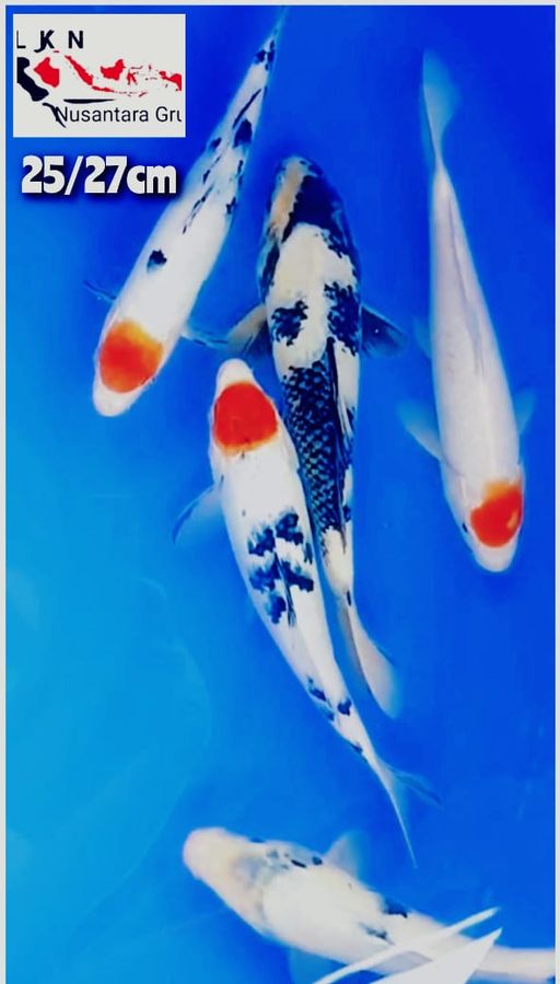 Lelang Koi Online, Jual Beli Ikan Koi, Pusat Jual Beli Koi, Info Lelang Koi Hari Ini, Platform Jual Beli Koi, Jual Beli Ikan Koi Online, Marketplace Ikan Koi, Jual Koi Terbaik, Tempat Beli Koi Berkualitas, Pasar Ikan Koi Online Terpercaya, Penjual Ikan Koi Terpercaya, Beli Koi Hias Online, Ikan Koi untuk Dijual, Koi Kualitas Terbaik, Toko Online Ikan Koi, Koi Hias Untuk Dijual, Jual Beli Ikan Koi Lokal, Koi Indonesia Online, Pusat Jual Beli Koi Terbesar